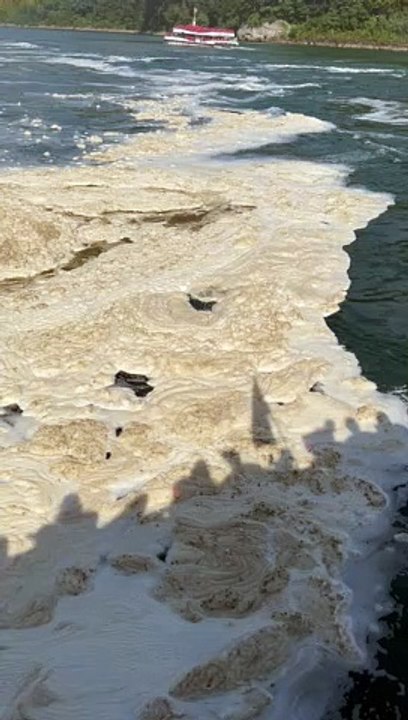 Le canard se libère de la mousse - Buzz Buddy