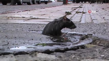Farenin fazla kilosu başına dert oldu