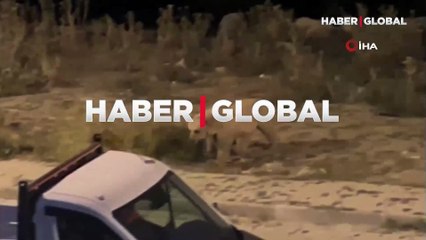 Boz ayının yavrusu ile cadde ortasındaki rahat tavırları vatandaşı güldürdü