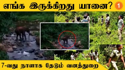 Mettupalayam பகுதியில் காயம்பட்ட யானையை தேடும் பணி தீவிரம்  *Tamilnadu