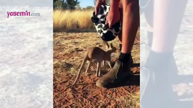 Yetim kanguruların videosu izleyenleri duygulandırdı!