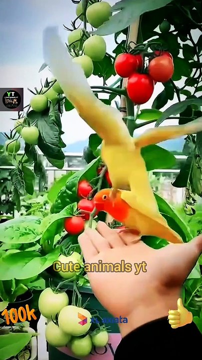 InShot_20220905_125435696Very Cute Humans And Birds Friendship | Amazing Bird Videos | Cute Animals Yt