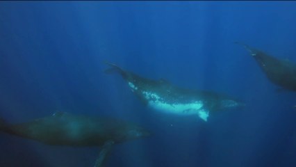 Fenêtre sur les Outre-Mer - Protéger les baleines à bosse