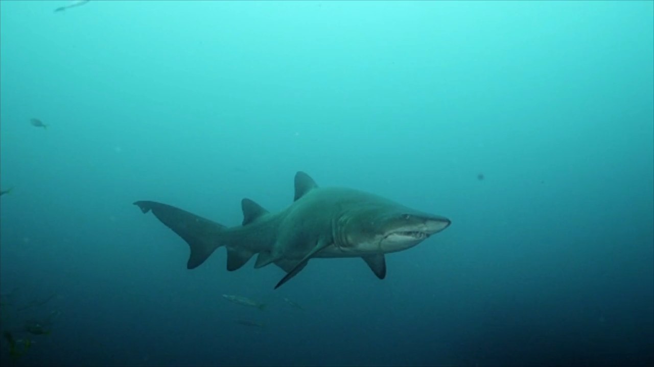 Haiattacke auf hawaii: schnorchlerin in kritischem zustand