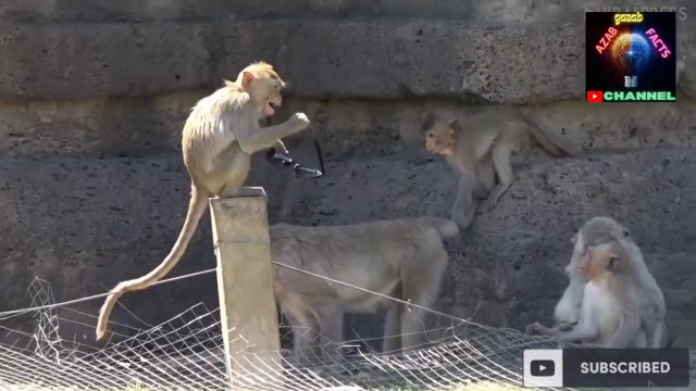 How smart is a monkey- - Interesting facts about vrindavan city - Random facts of the day #factvideo