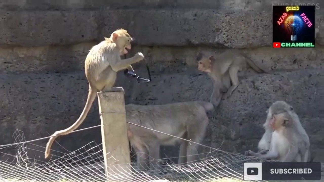 How smart is a monkey- - Interesting facts about vrindavan city - Random facts of the day #factvideo