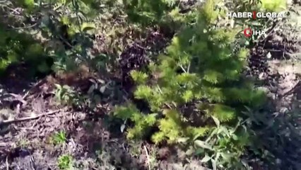 Ormanda duyduğu sese yöneldi, vardığında şok oldu!