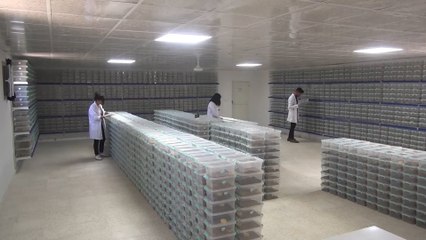 للاستخدام الطبي.. مزرعة لتربية العقارب في تركيا