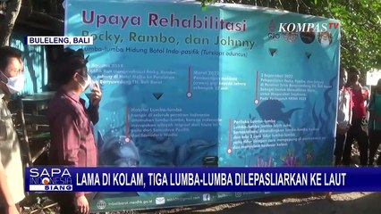 Tiga Tahun Jalani Rehabilitasi, 3 Lumba-lumba Hasil Evakuasi dari Pertunjukan Dilepasliarkan!