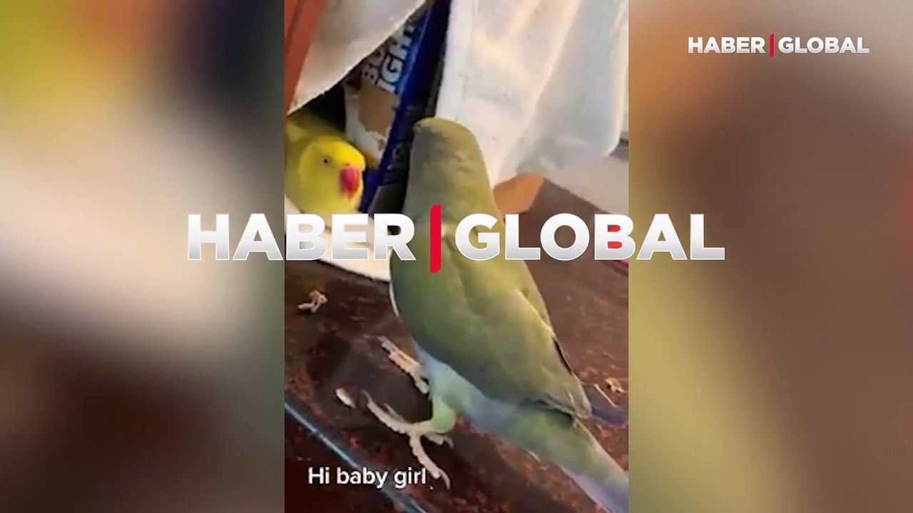 Dişi papağanı elde etmek için her yolu denedi:...