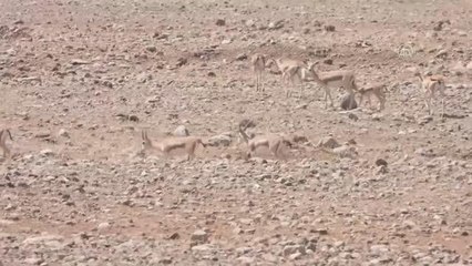 Son dakika haberi: Terörün gölgesinden kurtulan Cudi Dağı'nda ceylan varlığı artıyor