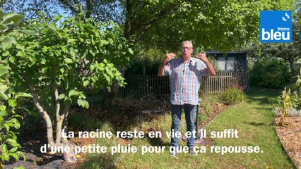 Roland Motte, jardinier : une pelouse sèche après la canicule ?