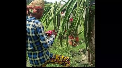 Dragon fruit blooming season and pollination