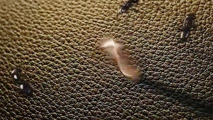 Ant-Man Bande-annonce (ES)