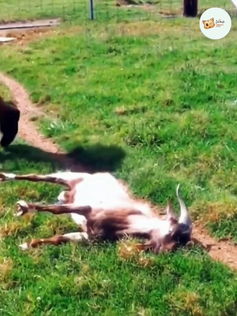 ⁣Funny Animals - Funny Cats And Dogs Reaction Videos #13
