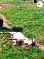 Funny Animals - Funny Cats And Dogs Reaction Videos #13