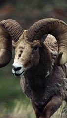 Wild animals photography