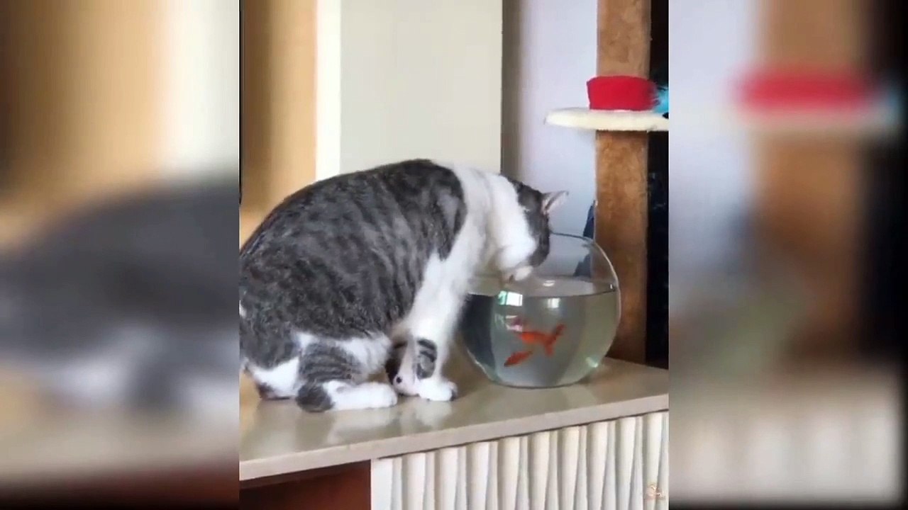 Cat And Fish