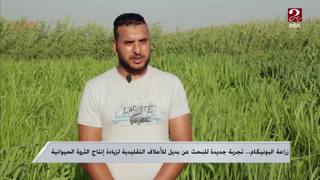 زراعة البونيكام تجربة جديدة للبحث عن بديل للأعلاف التقليدية لزيادة إنتاج الثروة الحيوانية