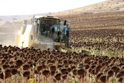 Amasya ekonomi haberi | Geçen yılın en kurak kenti Amasya'da ayçiçeği üretimi bu yıl 2 kat arttı
