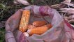 Nigeria sees higher maize output despite higher costs, insecurity
