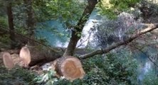 Pordenone, rimosso albero crollato sul fiume Noncello (05.09.22)