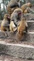 baby monkey videos cute, cute monkey baby playing,cutest baby monkey videos, cute monkey baby playing, monkey babies funny videos