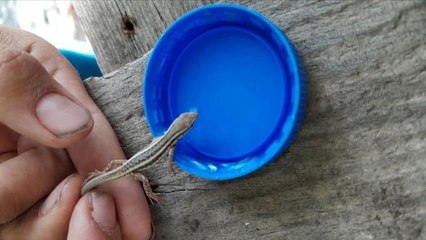 Sıcakta bunalan kertenkeleye 10 yaşındaki çocuk su içirdi