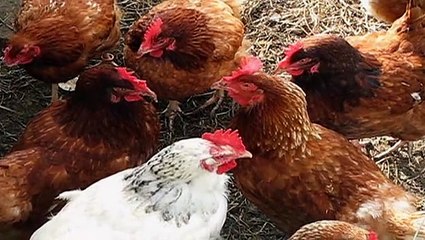 Better off Ted - Die Chaos AG Staffel 1 Folge 2