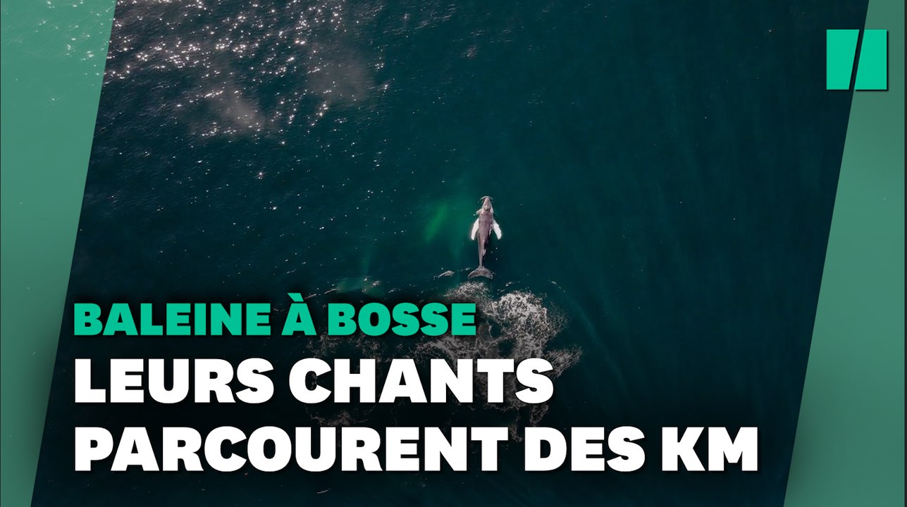 Les hits planétaires existent aussi chez les baleines à bosse