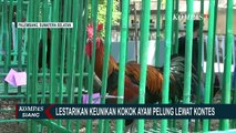 Wow! Harga Ayam Pelung Pemenang Kontes Berkokok Capai Belasan Juta