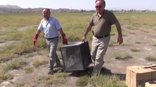 Tedavileri tamamlanan 6 leylek doğaya salındı