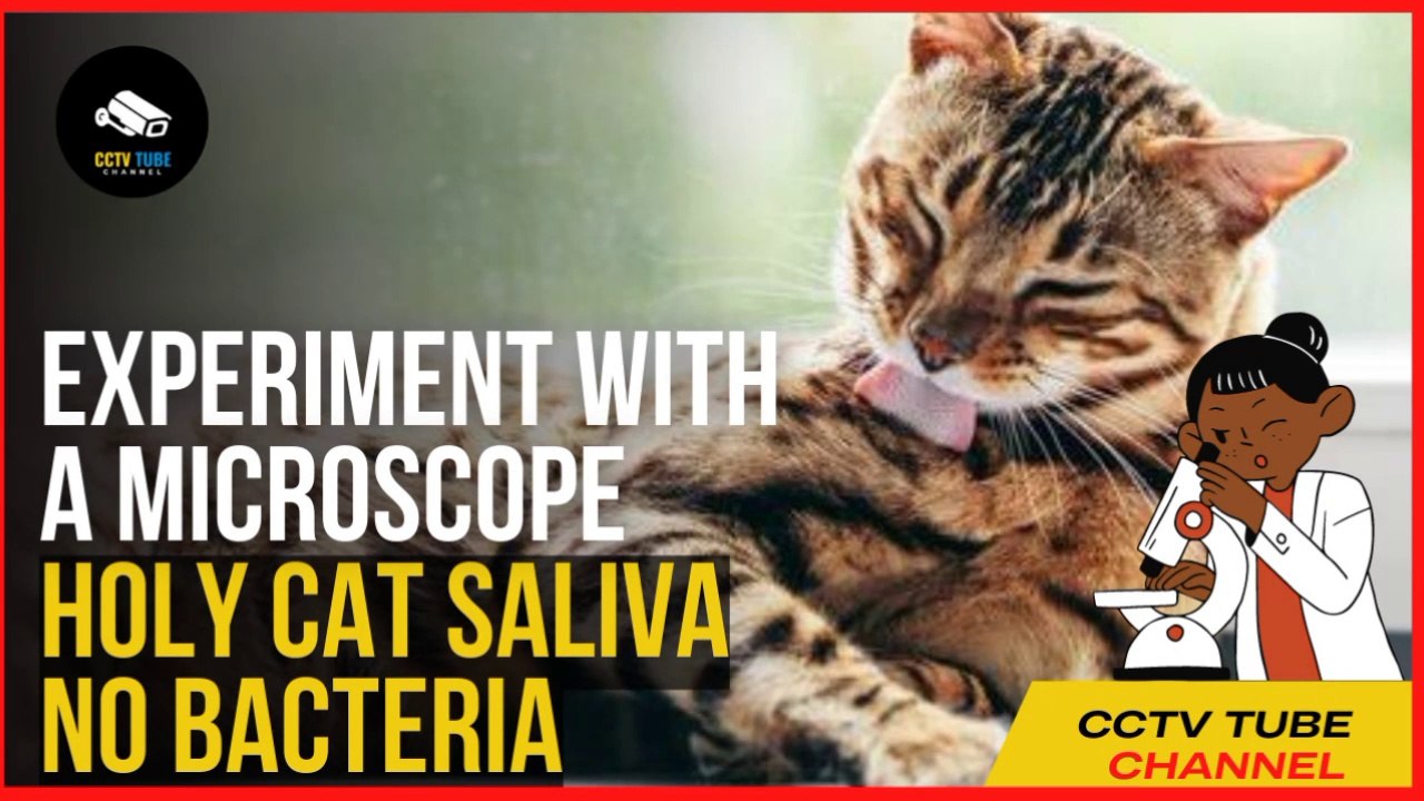HOLY CAT SALIVA NO BACTERIA Video Dailymotion