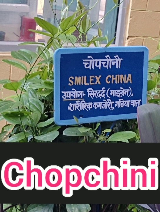 Chopchini||Smilax| best herbal medicine of migraine