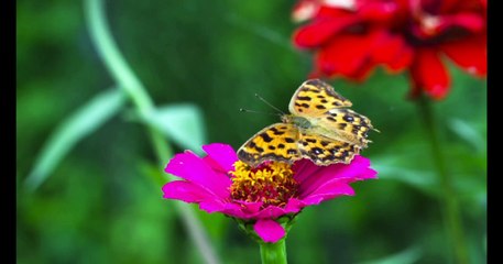 Soothing relaxation Music video Drone shots