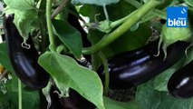 Roland Motte, jardinier : l'aubergine aime la chaleur !