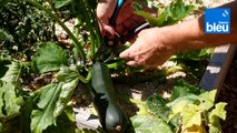 Roland Motte, jardinier : la courgette, un légume pour débutants