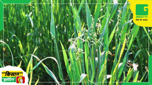 Kisan Bulletin - Only In Ludhiana 51.35 crore loss due to dwarf disease in Paddy : Punjab farmers are in trouble