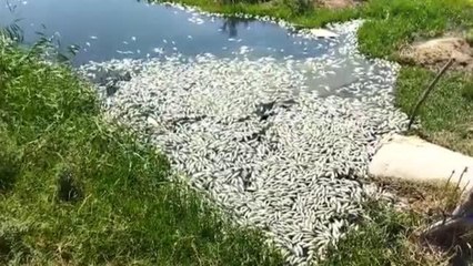 Son dakika haberi: Söke'de balık ölümlerinin yaşandığı sulama kanalından numune alındı