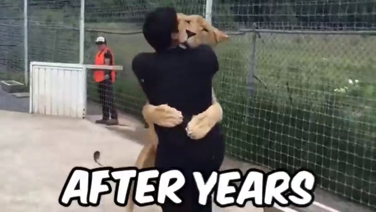 Lion Sees Her Master After 7 Years...