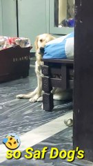 So sad dog's video #dogs