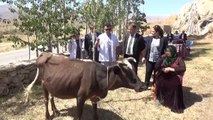İneği telef olan kadına iki inek hediye edildi