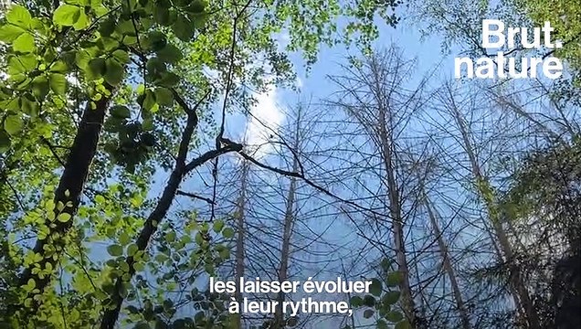Il rachète des forêts pour les préserver