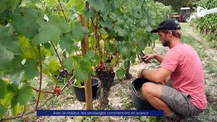 Reportage - Les vendanges commencent en avance - Reportages - TéléGrenoble