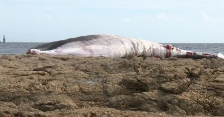 Bretagne : l'échouage rare d'un rorqual attire les curieux sur la plage