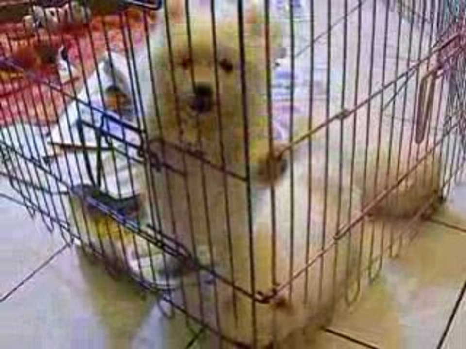 Prison Break