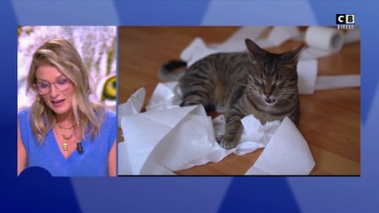 Vos animaux : Accueillir son animal de compagnie en toute sécurité