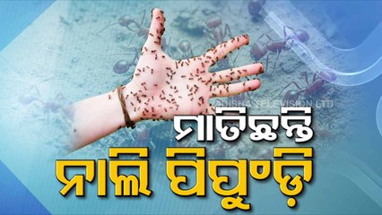 Pipili red ant menace:OUAT team visits spot, searches queen | Special Story