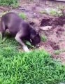 Funniest And Cutest Dogs And Cats  Funny Pet Animals' Life Animals Videos Funny Animals Fun More
