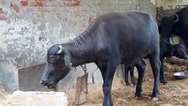 Best Murrah Heifer, Age 14 Months, Best Hldb Bull Result